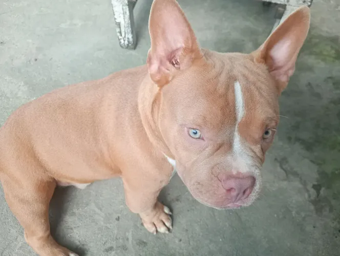 Américan bully