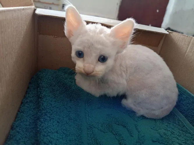 Gatinho