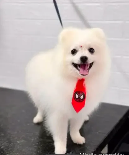 Spitz Alemão Macho