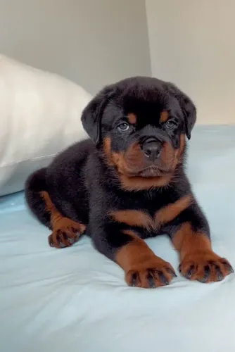 Lindos filhotes de rottweiler campeões 