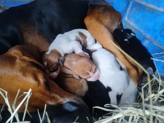 Cães americanos urrador