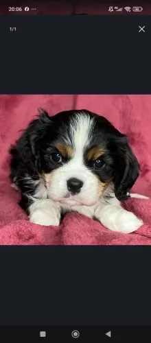 Cavalier King | Filhote de beleza incomparável
