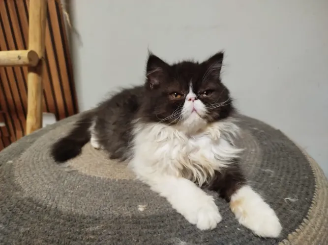 Gato Persa macho