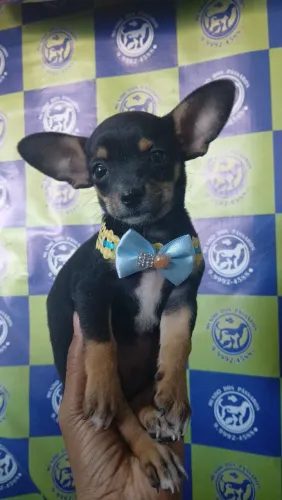 Vendp filhote Pinscher n1