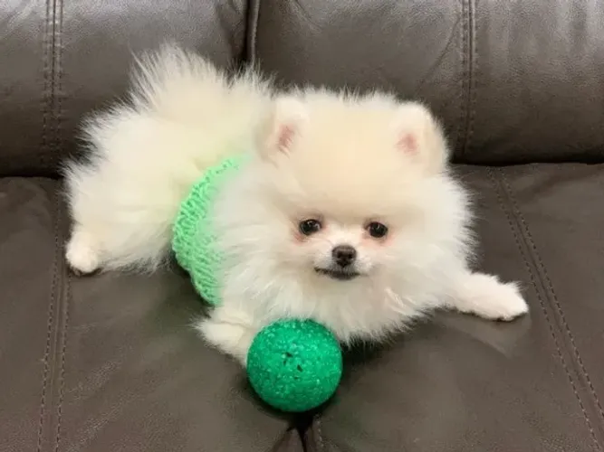 Cachorro Lulu da Pomerania início da semana com oferta especial para levar hoje