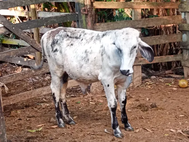 Vende -se um bezerro