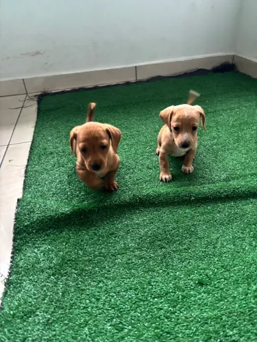 Basset, Teckel fêmea e macho