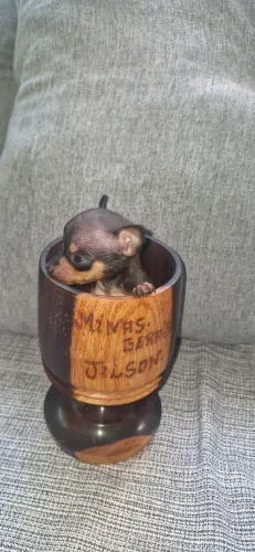 Pinscher 0 (Fêmea)