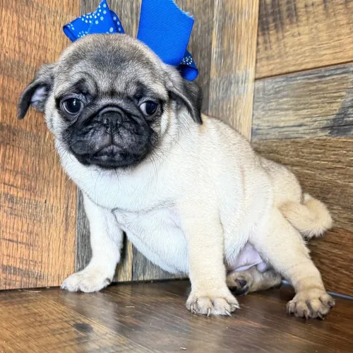 Pug | Tire suas dúvidas no WhatsApp