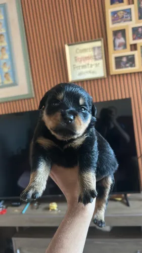 filhotes de rottweiler
