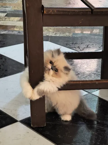 Vendo filhote de Gato Persa