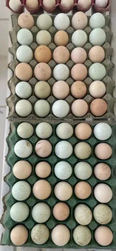Ovos