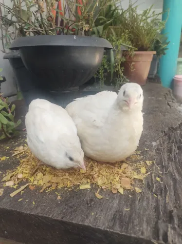 Casal codorna albina/ matriz/ Pet