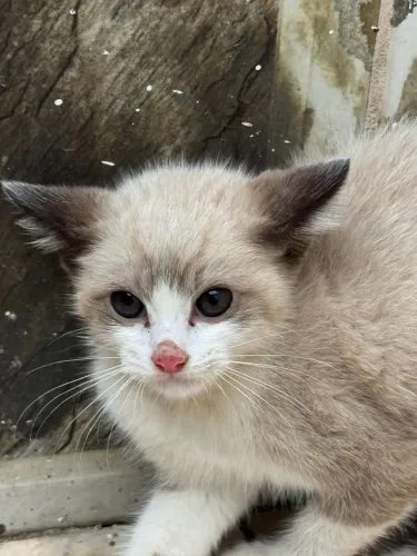Doação de gatinho