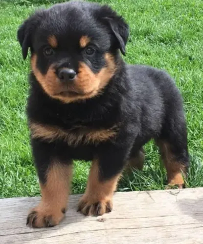 Rottweiler Filhotes Porte Gigante.