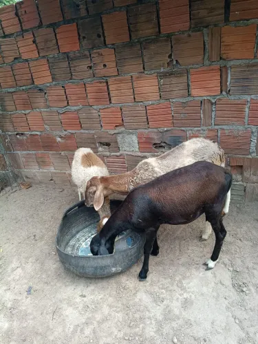 Ovelhas