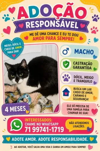Gatinho para adoção.