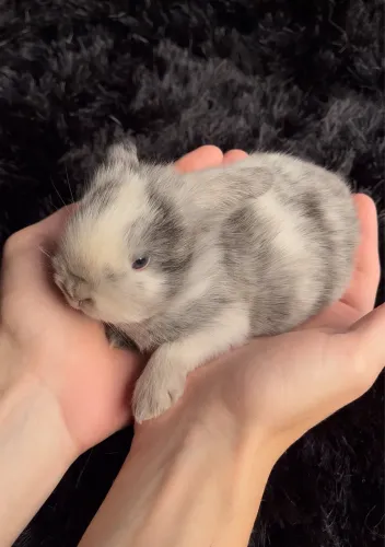 Filhote de Coelho - Mini Lop