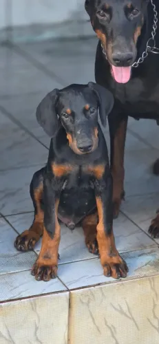 Filhote de Doberman