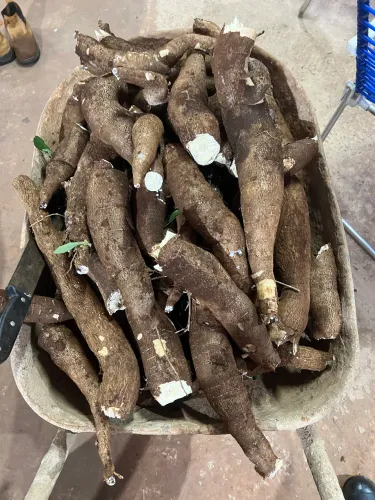 Mandioca amarela