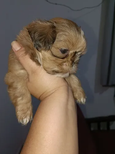 Fêmea shih tzu 