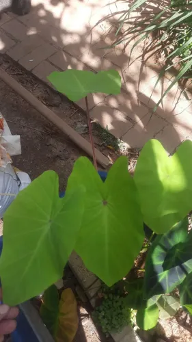 Colocasia Elena uma muda