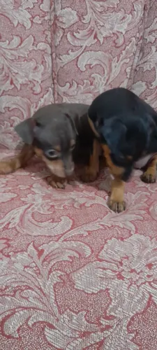 Pinscher com garantias e vacinados 60 dias 