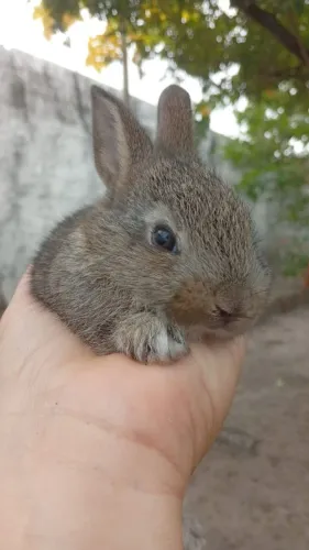 Coelhinhos filhotes