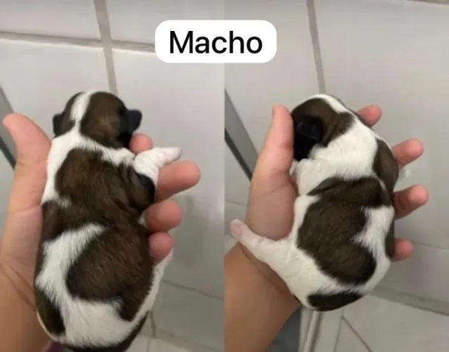 Lindos filhotes de shitzu a venda, fêmea 1.500 , macho 1.300 raça pura.