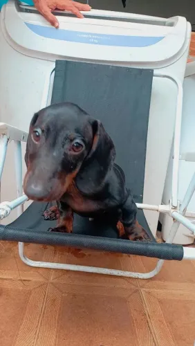 Cachorro basset 95 dias vacinado e vermifugado