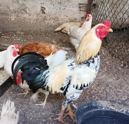 Galos
