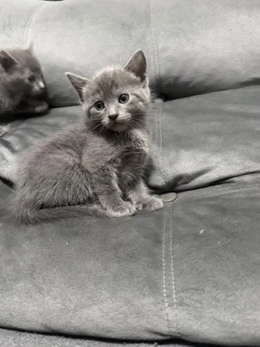 Russian Blue Fêmea e Macho Disponível