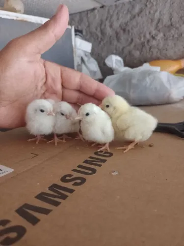 Pintos Nagasaki 