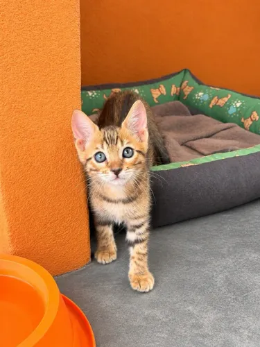 Bengal 