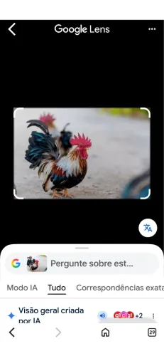 Galinhas pet - serama