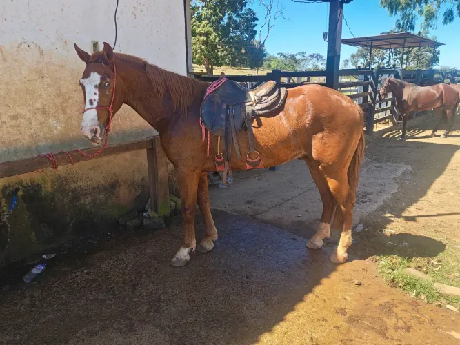Cavalo 1/2 sangue QM