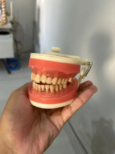 Manequim de dentistica 