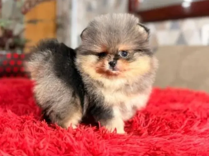 Cachorro