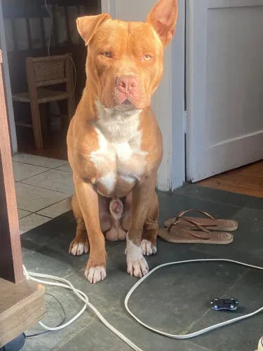 Pitbull Dócil - Doação consciente!!