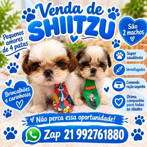 Shih tzu machos 950 cada!!