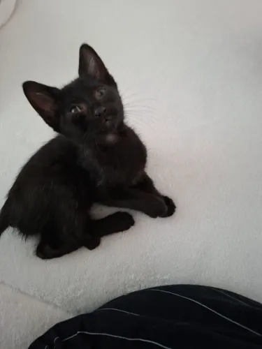 Gatinho para adoção responsável 