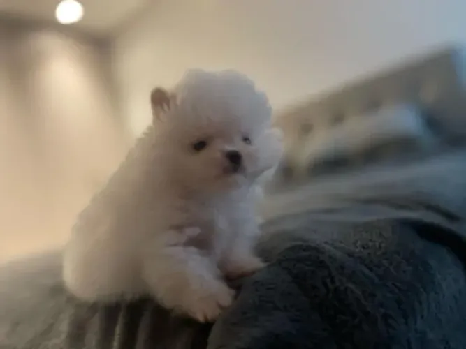 Cachorro Lulu da Pomerania companhia ideal com muito carinho