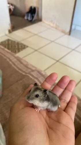 Vende-se filhotes de hamster anão russo dócil 