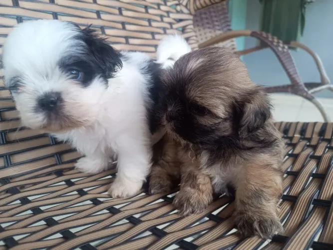 VENDO SHIH TZU MACHO