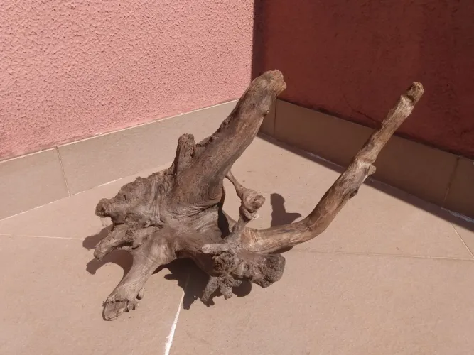 Raízes para terrários 
