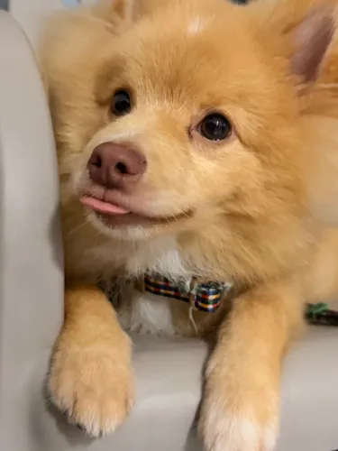 Lulu 6 meses - vacinado e vermifugado