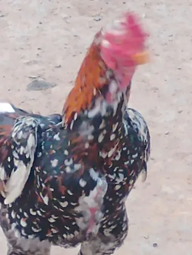 Vendo galo índio 