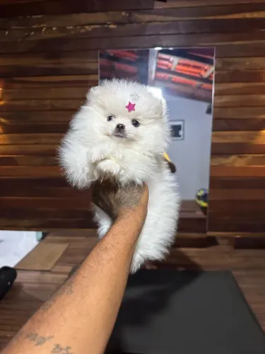 Lulu da pomerania fêmea branca baby face 
