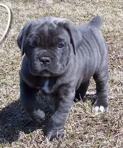 Vende-se Cane corso 