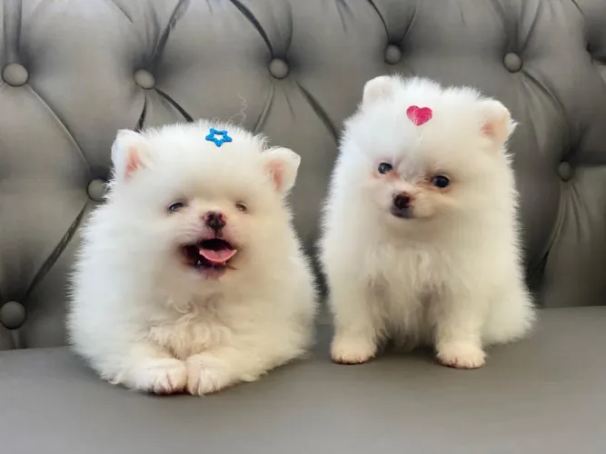 Filhotes de Lulu da pomerânia LEGÍTIMOS